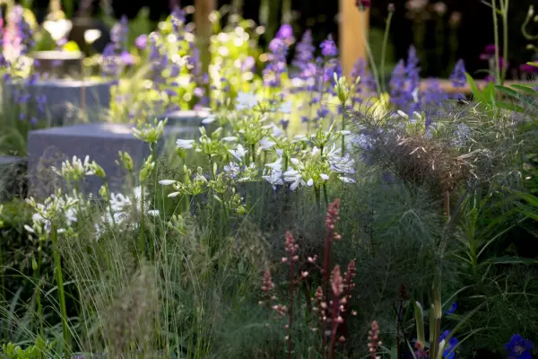 Agapanthus and fennel