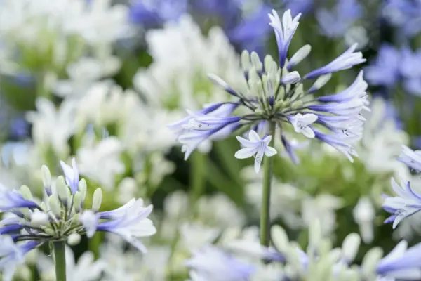 Få Agapanthus blomster hvert år