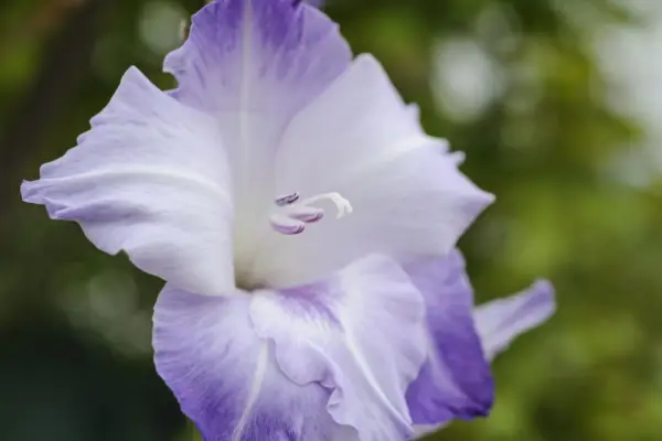 Gladiolus 'Blue Mountain'