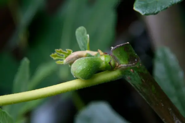 Fruitlet growing on a fig tree. Tim Sandall