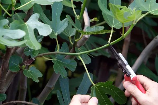 Summer pruning a fig tree