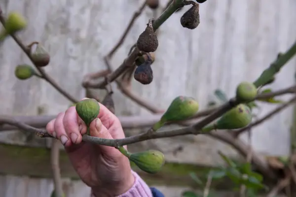 Removing unripe figs