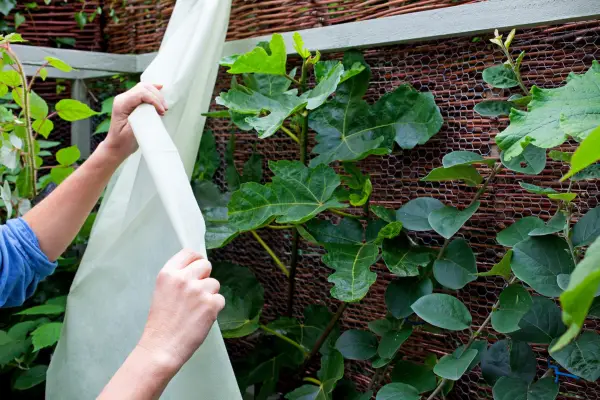 Protecting fig trees from frost. Neil Hepworth