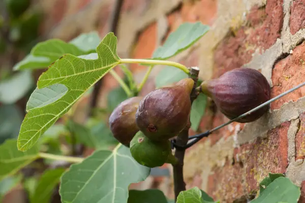 A fan trained fig tree. Getty Images