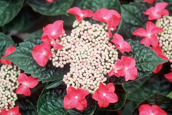Hydrangea macrophylla 'Lady in Red'