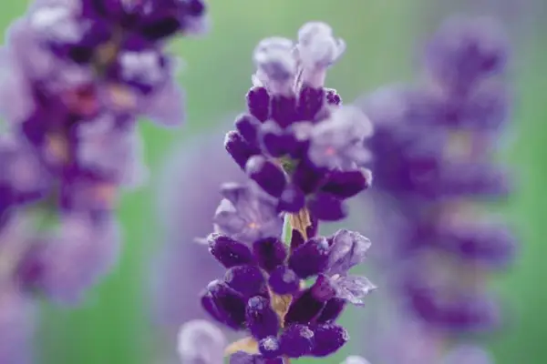 Lavandula 'Royal Velvet'