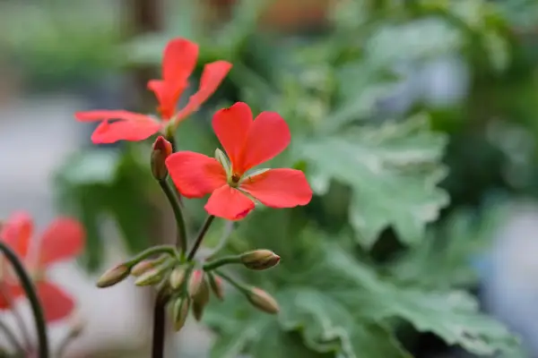 Pelargonium（Zonal Group）「フランクヘッドリー」