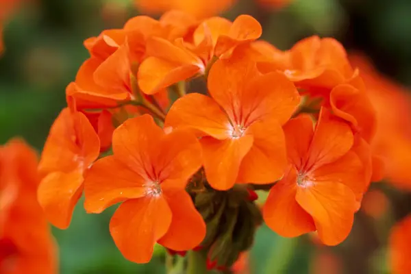 Pelargonium (Zonal Group) 'Horizon Orange'
