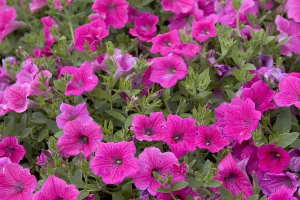 Petunia 'rose vene fløyel'