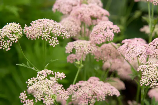 Pimpinella major 'rosea'
