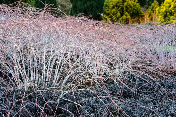 White-stemmed bramble and ophiopogon