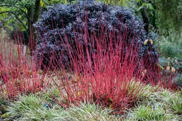 Carex and cornus