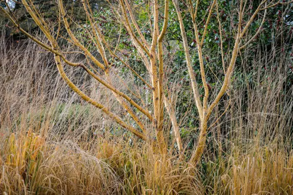 Molinia and Acer rufinerve