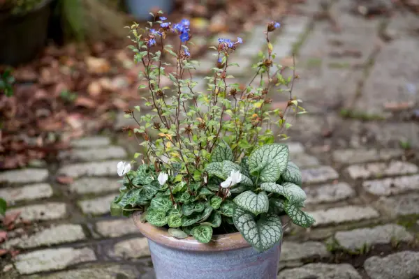 Ceratostigma, brunnera and cyclamen container