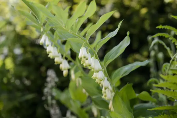 Polygonatum x Hybridum