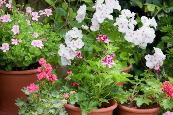 Rastliny, ktoré budú tolerovať zanedbanie