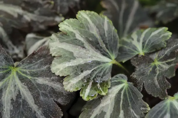 Saxifraga Fortunei 'Silver Velvet'