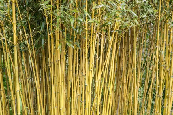 An attractive screen of bamboo