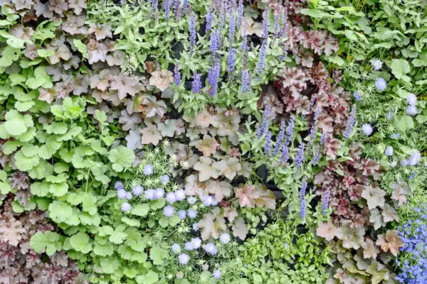 A living wall planted with green and bronze foliage and purple/blue flowers