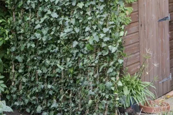 A narrow ivy screen grown on a wire frame, hiding the side of a wooden shed