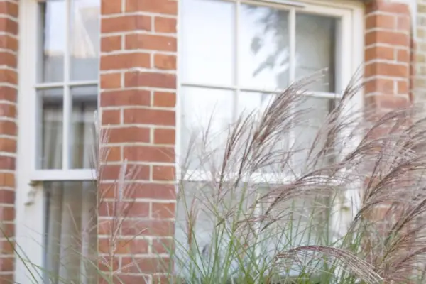 Graceful, tall miscanthus fronds screening a window