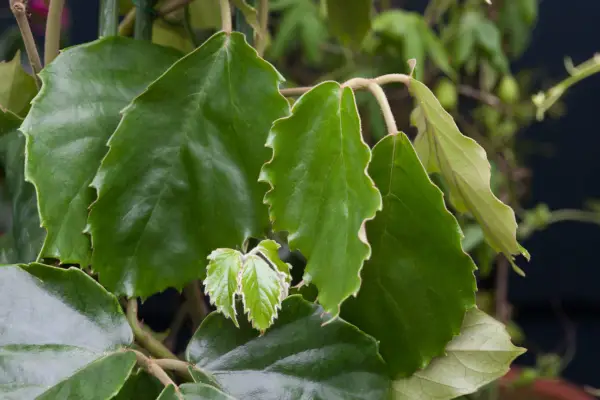 Tetrastigma voinierianum