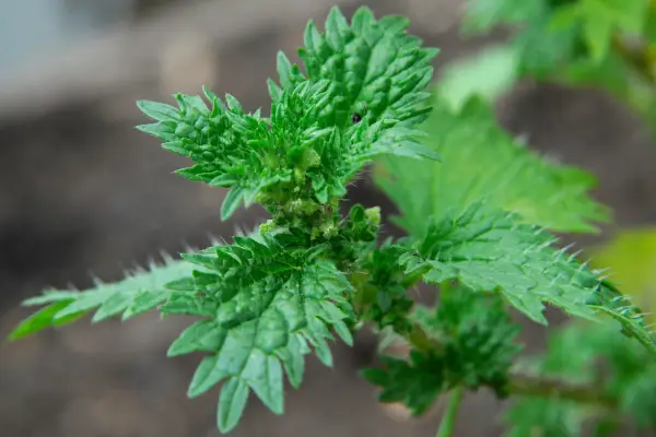 The tip of a nettle shoot