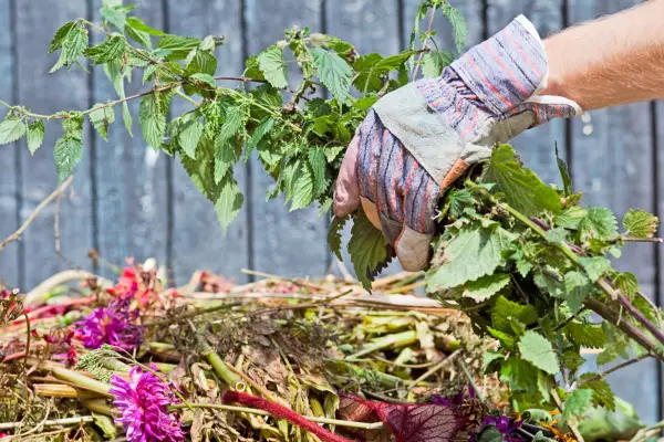 Adding nettles to a garden compost heap, handling with gloves