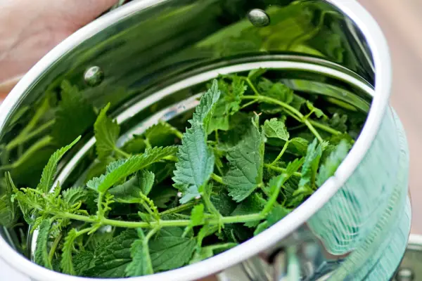Nettle-tips in a steamer ready to cook