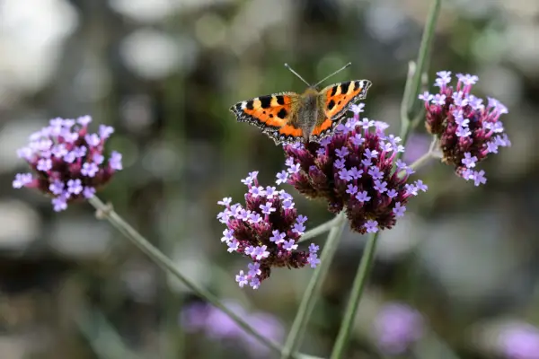A butterfly drinking from mauve flowers