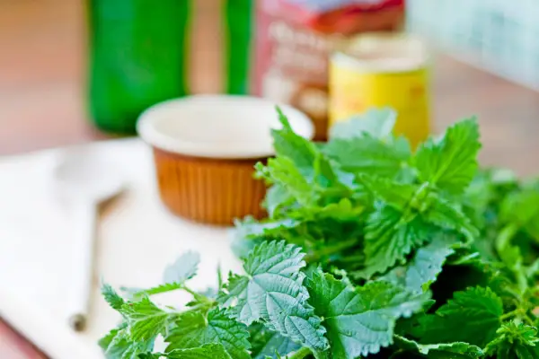 A pile of nettle-tips and other ingredients ready to make nettle beer