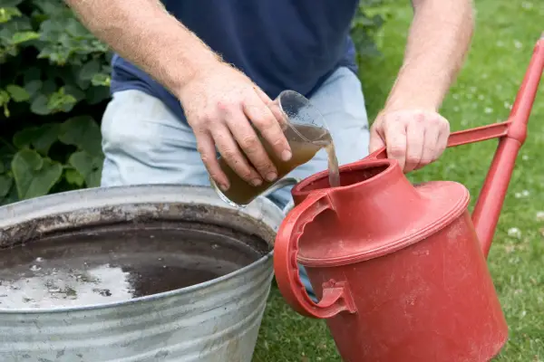 88261-Diluting home-made liquid nettle feed in a watering can for application