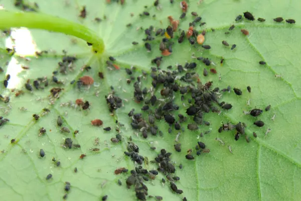 An aphid colony on the underside of a leaf
