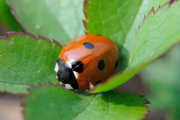 A ladybird nestled on leaves