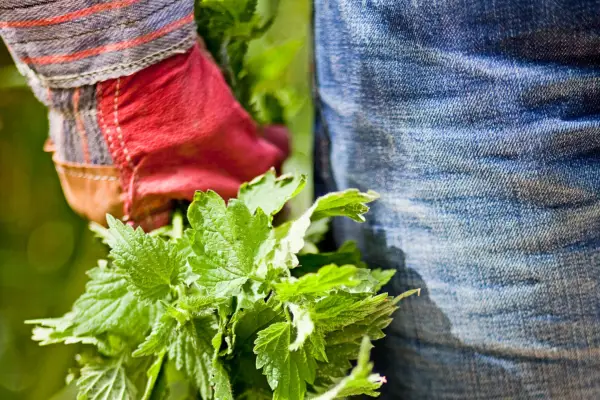 Carrying a bunch of nettles in a gloved hand