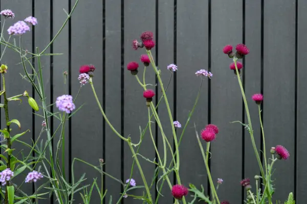 Modernist fence with cirsium and verbena