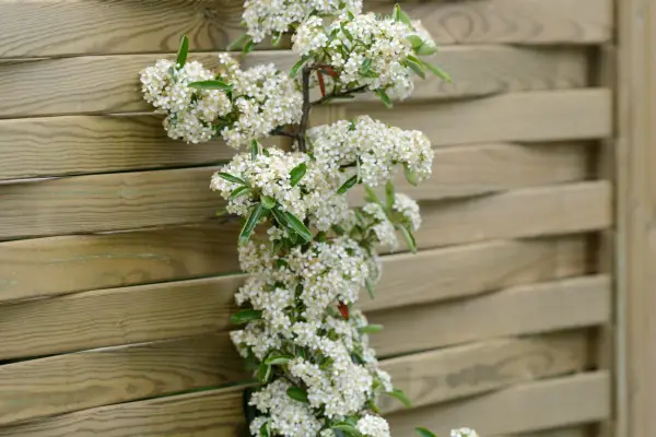 Pyracantha against woven fence
