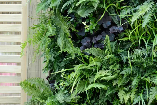 Green wall planted up with ferns