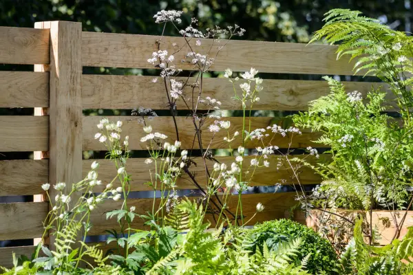 Low fencing of wide horizontal boards, beside shade-loving planting