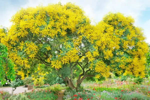 Acacia Dealbata
