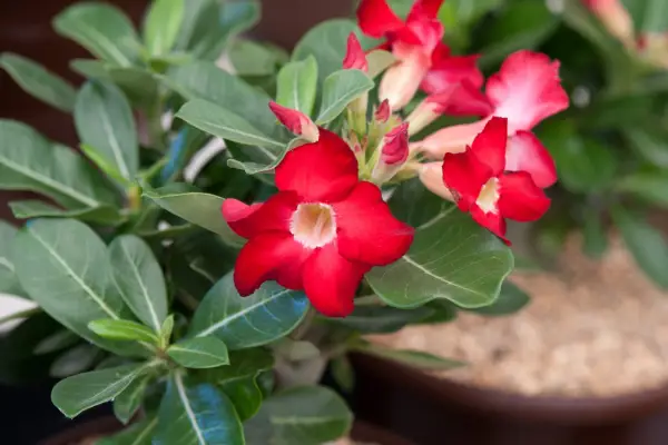 Adenium obesum