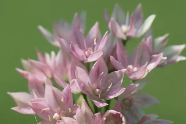 アリウムユニフォリウム