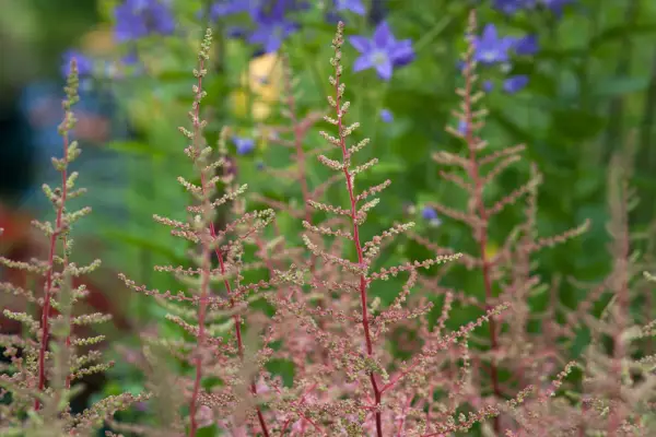 Astilbe „Spotlight”