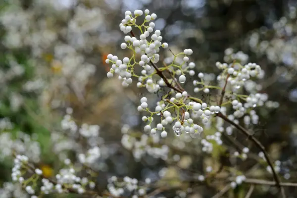 Callicarpa japonica 'leucocarpa'