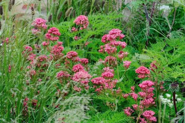 Centranthus Ruber bol. Kokcín