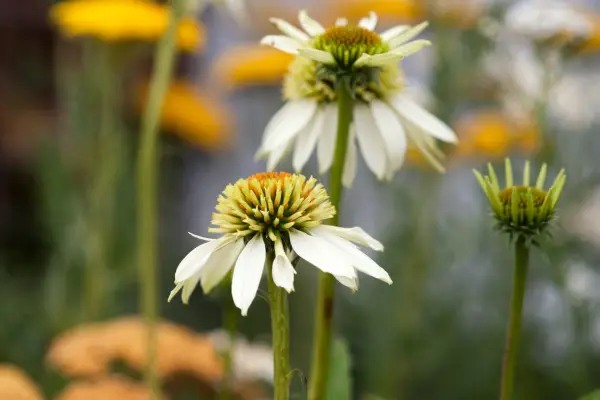 Echinacea purpurea „kokteil“