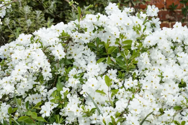 Exochorda x Macrantha 'The Bride'