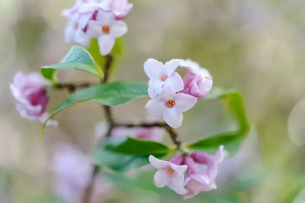 Pale-pink daphne in bloom
