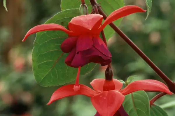 Fuchsia „Mission Bells”