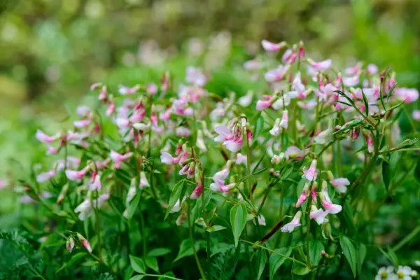 Lathyrus vernus „alboroseus”